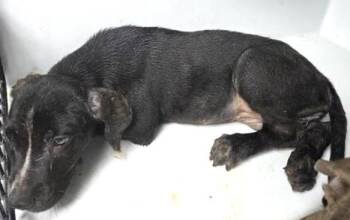 Labrador Retriever and Mixed Breed Dogs Available for Adoption in Houston, Texas - SYDNEY | PetCurious