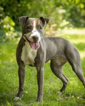 STORMY (0062) -  Pit Bull Terrier Dog for Adoption in Bridgeport, Connecticut - STORMY (0062) | PetCurious