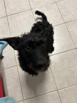 Terrier Dogs Available for Adoption in Osage Beach, Missouri - Daffodil | PetCurious