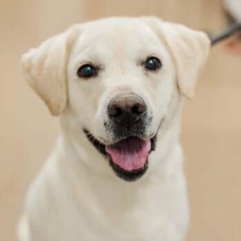 Slyvester -  Labrador Retriever Dog for Adoption in Normal, Illinois - Slyvester | PetCurious