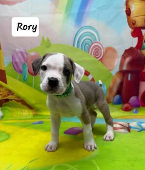 Boxer and Pit Bull Terrier Dogs Available for Adoption - Rory | PetCurious