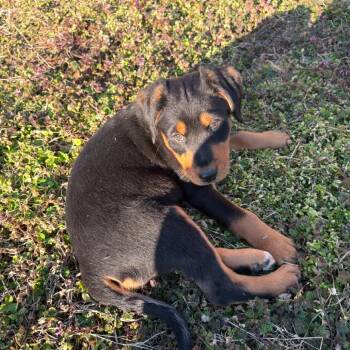 Rottweiler and English Springer Spaniel Dogs Available for Adoption - Lola | PetCurious