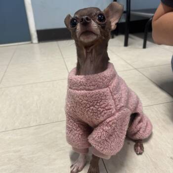 Little Mike -  Chihuahua Dog for Adoption in The Dalles, Oregon - Little Mike | PetCurious