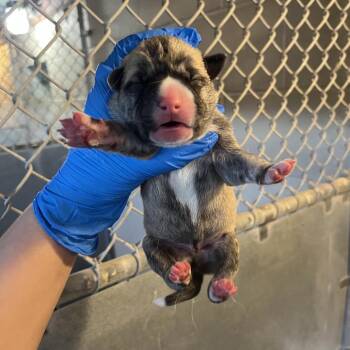 Husky Dogs Available for Adoption - Moody 2 | PetCurious