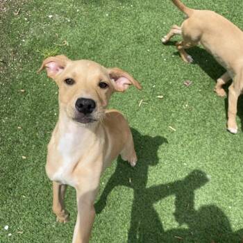 Joker AKA Jay -  Retriever Dog for Adoption in Loxahatchee Groves, Florida - Joker AKA Jay | PetCurious