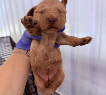 Rescue Wheaten Terrier and Mixed Breed Dogs for Adoption - Quil | PetCurious