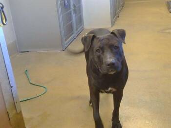 Pit Bull Terrier and Mixed Breed Dogs Available for Adoption - SASSICE | PetCurious