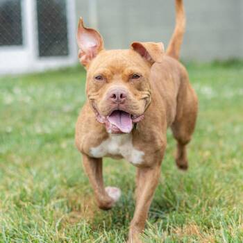 Miss Piggy -  American Staffordshire Terrier and Mixed Breed Dog for Adoption - Miss Piggy | PetCurious