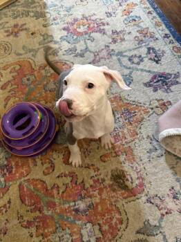 Pit Bull Terrier Dogs Available for Adoption - Flint | PetCurious