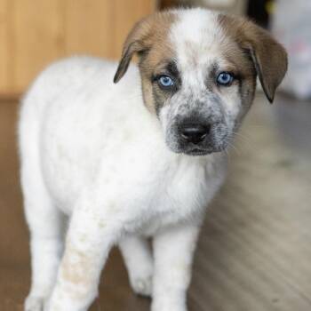 Cowgirl -  Anatolian Shepherd and Australian Cattle Dog Blue Heeler Dog for Adoption in Pflugerville, Texas - Cowgirl | PetCurious