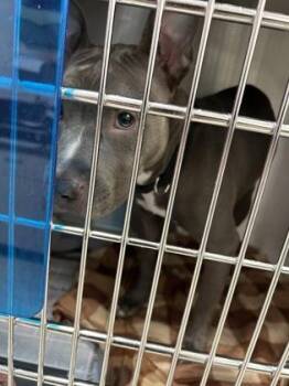 Beth -  Pit Bull Terrier and Mixed Breed Dog for Adoption in Atlanta, Georgia - Beth | PetCurious