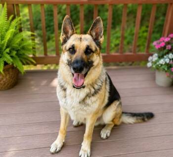Raven -  German Shepherd Dog Dog for Adoption in Louisville, Kentucky - Raven | PetCurious
