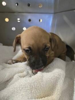 Moose -  Pit Bull Terrier Dog for Adoption in Sacramento, California - Moose | PetCurious