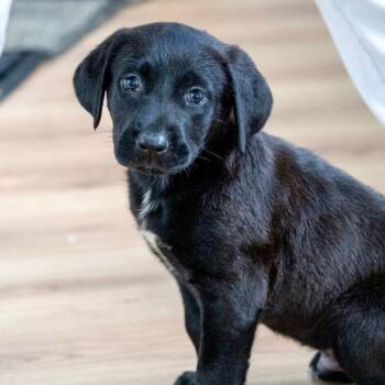 Bubbles -  Black Labrador Retriever and Mixed Breed Dog for Adoption in Chapel Hill, North Carolina - Bubbles | PetCurious