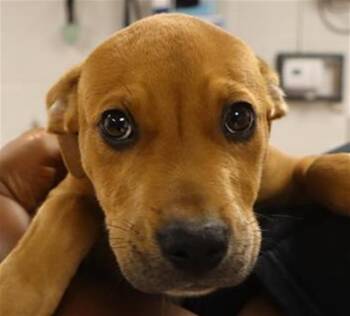 Rescue Mixed Breed Dogs for Adoption in Columbia, South Carolina - TUCKER | PetCurious