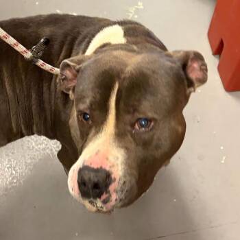 Dean -  Mixed Breed Dog for Adoption in Asheville, North Carolina - Dean | PetCurious