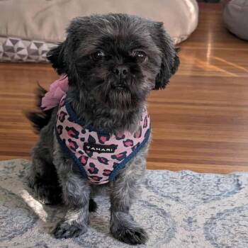 Rescue Shih Tzu Dogs for Adoption in Hilton, New York - Babette | PetCurious