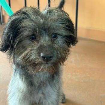 Sammie -  Yorkshire Terrier and Miniature Poodle Dog for Adoption in Pacifica, California - Sammie | PetCurious