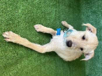 Jessie -  Terrier and Chihuahua Dog for Adoption in San Diego, California - Jessie | PetCurious