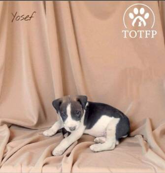 Rescue Labrador Retriever and Shepherd Dogs for Adoption in Batesville, Arkansas - Yosef | PetCurious