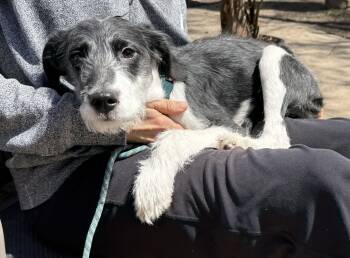 Wirehaired Terrier and Labrador Retriever Dogs Available for Adoption in Erin, Ontario - Lily | PetCurious