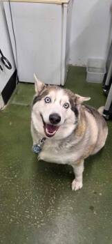 Husky Dogs Available for Adoption in Fruit Heights, Utah - Kratos | PetCurious