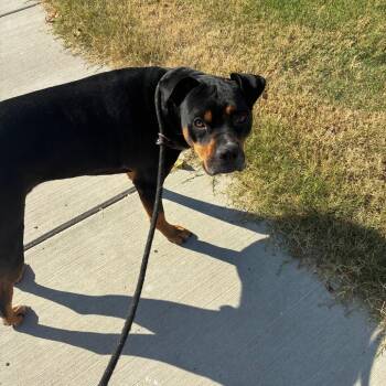 Jaden/MILO -  Rottweiler and Black Labrador Retriever Dog for Adoption in St. Louis, Missouri - Jaden/MILO | PetCurious