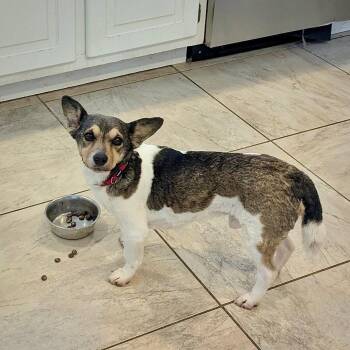 Rat Terrier Dogs Available for Adoption - Romano (TN) | PetCurious
