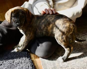 Hound Dogs Available for Adoption - Callie | PetCurious