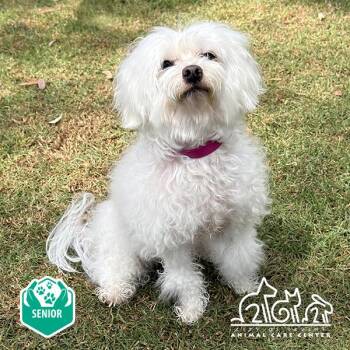 Poodle and Maltese Dogs Available for Adoption in Irvine, California - LILY | PetCurious