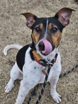 Terrier Dogs Available for Adoption in Mount Pleasant, Iowa - Arlo | PetCurious