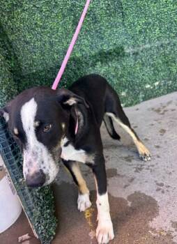 61762801 -  Shepherd and Mixed Breed Dog for Adoption in El Paso, Texas - 61762801 | PetCurious