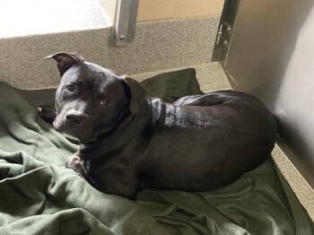BARSTOW -  Pit Bull Terrier Dog for Adoption in Tustin, California - BARSTOW | PetCurious