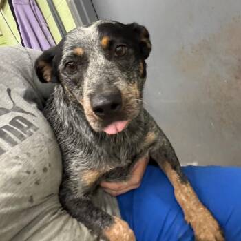 Sunni -  Australian Cattle Dog Blue Heeler Dog for Adoption in Corbin, Kentucky - Sunni | PetCurious