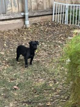 Poke -  Dachshund Dog for Adoption in Houston, Texas - Poke | PetCurious