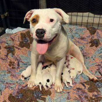 Pit Bull Terrier Dogs Available for Adoption in St. Louis, Missouri - Babirusa | PetCurious
