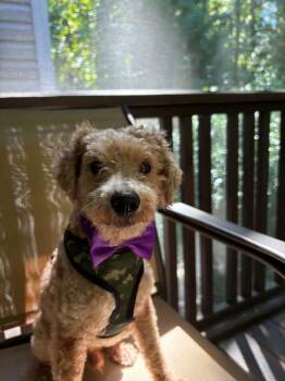 Benji - IN FOSTER HOME - AVAILABLE TO ADOPT -  Miniature Poodle Dog for Adoption in Clayton, North Carolina - Benji - IN FOSTER HOME - AVAILABLE TO ADOPT | PetCurious