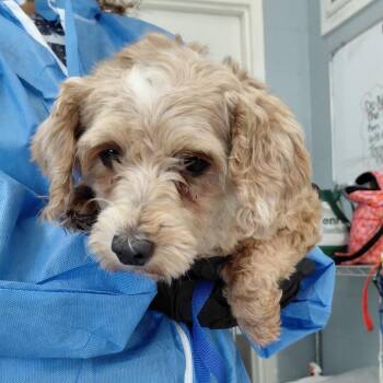 Winchester 5377 -  Havanese and Poodle Dog Available for Adoption in Loxahatchee Groves, Florida - Winchester 5377 | PetCurious