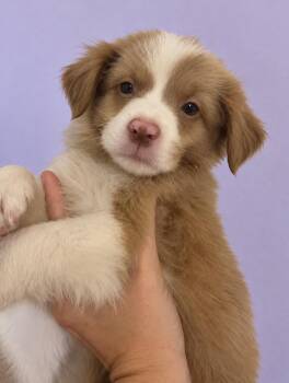 Banjo - Fluffy Perfection -  Collie and Labrador Retriever Dog for Adoption in Carolina, Carolina - Banjo - Fluffy Perfection | PetCurious