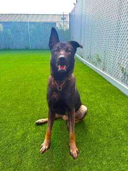 Kody -  Belgian Shepherd Malinois Dog for Adoption in Delson, Quebec - Kody | PetCurious