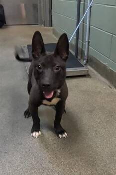 Mixed Breed Dogs Available for Adoption in Jacksonville, Florida - CIRCUS | PetCurious