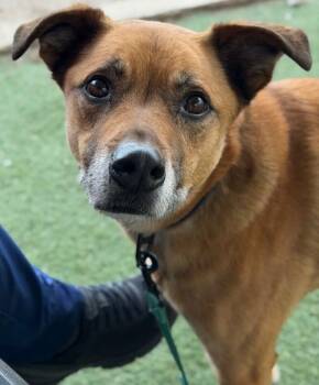 German Shepherd Dog Dogs Available for Adoption - Little Man | PetCurious