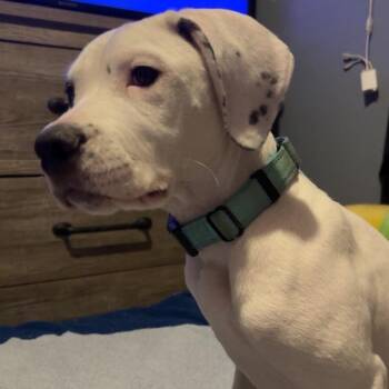Dozer* (Courtesy Post) -  Boxer Dog for Adoption in Waynesville, North Carolina - Dozer* (Courtesy Post) | PetCurious