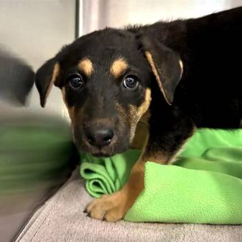 Dandelion -  Australian Shepherd and Mixed Breed Dog for Adoption in Woodinville, Washington - Dandelion | PetCurious