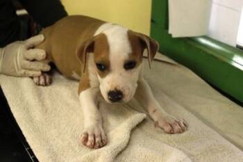 Paisley -  Terrier and Mixed Breed Dog for Adoption in Picayune, Mississippi - Paisley | PetCurious