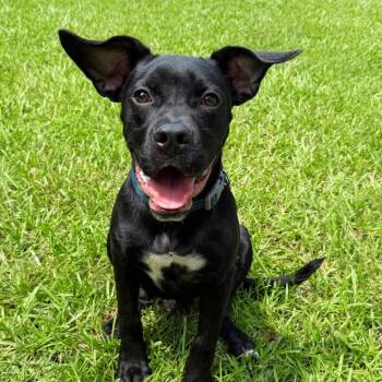 Jet -  Labrador Retriever and English Bulldog Dog for Adoption - Jet | PetCurious