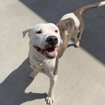 Beckham -  Mixed Breed Dog for Adoption in Parrish, Alabama - Beckham | PetCurious