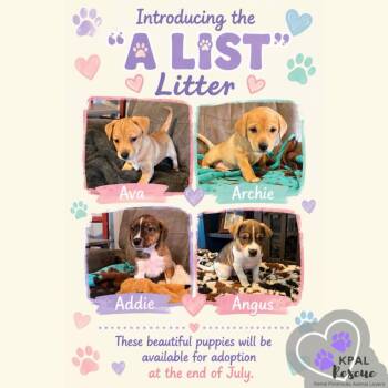 Angus - “A” List -  Mixed Breed Dog for Adoption in Kenai, Alaska - Angus - “A” List | PetCurious
