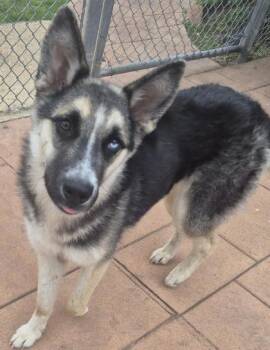 Shepherd and Mixed Breed Dogs Available for Adoption in Shreveport, Louisiana - Celeste | PetCurious