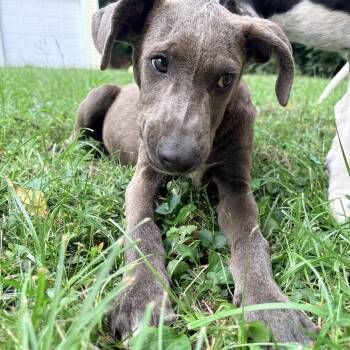 Peter -  Labrador Retriever and Hound Dog for Adoption in Pleasure Rdge, Kentucky - Peter | PetCurious